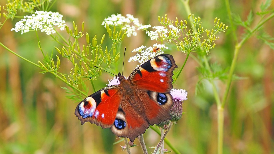 Farfalle magiche: ogni colore ha il suo significato