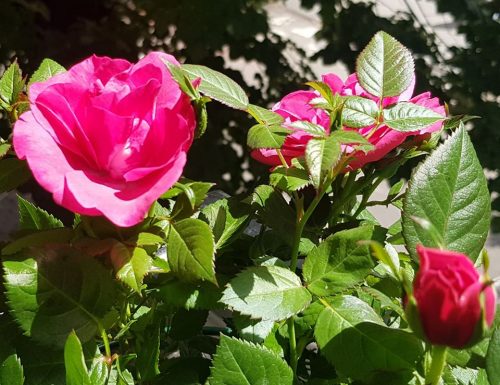 La rosa: il fiore più amato al mondo in 15 curiosità