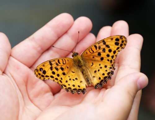Le farfalle: 10 curiosità sugli insetti più affascinanti