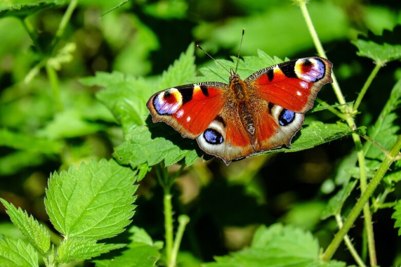 Simbolismo delle farfalle: i significati spirituali