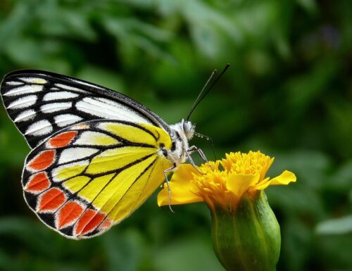 Insetti straordinari: come attirare le farfalle in giardino