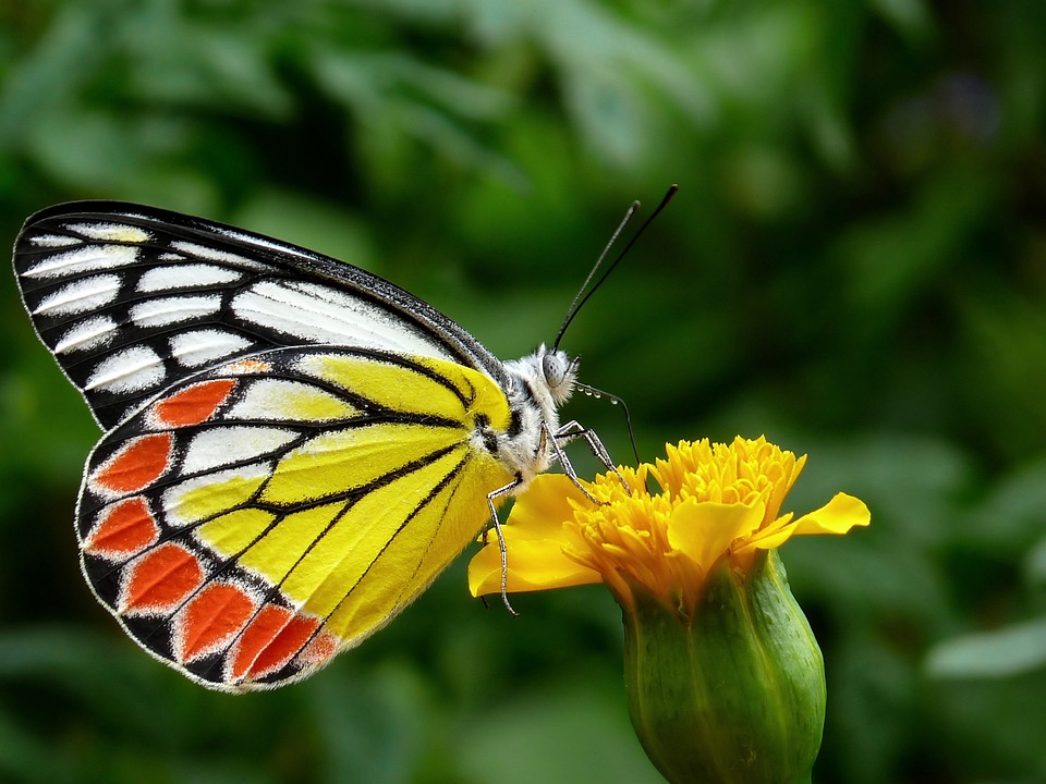 Insetti straordinari in giardino: come attirare le farfalle
