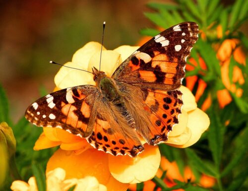 La migrazione delle farfalle monarca: in volo per 3.000 miglia