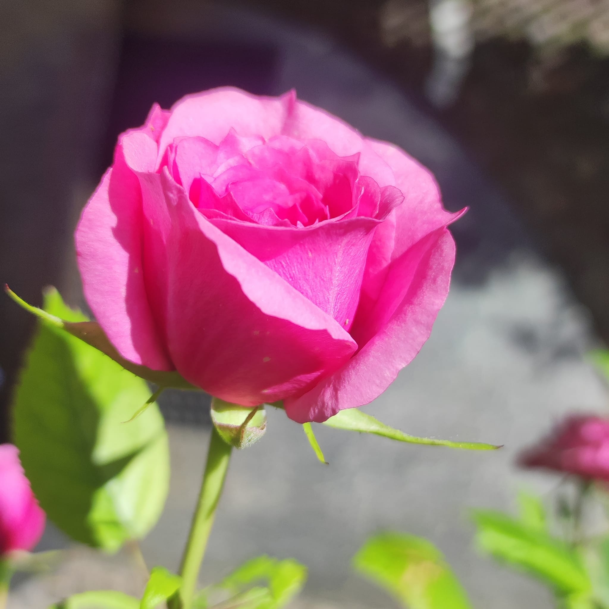 Rose: come curare le 10 malattie più comuni